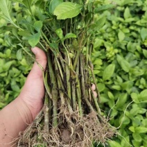 蓝靛苗1.5角一颗量大优惠