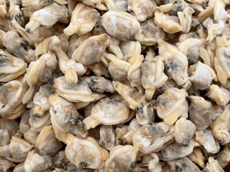 专业食品对比摄影,左右分镜构图,左侧花蛤经标准处理后呈现健康橙黄消化腺与洁净闭壳肌,右侧未处理样本直肠清晰可见、颜色混浊,直观强化‘科学处理必要性’核心信息 对比图:左盘为规范处理后的花蛤(橙黄消化腺完整保留、无黑线、肉质莹润);右盘为未处理花蛤(可见明显黑色直肠缠绕、消化腺边缘发暗);两盘同置于白瓷盘,背景为食品级竹砧板与不锈钢镊子