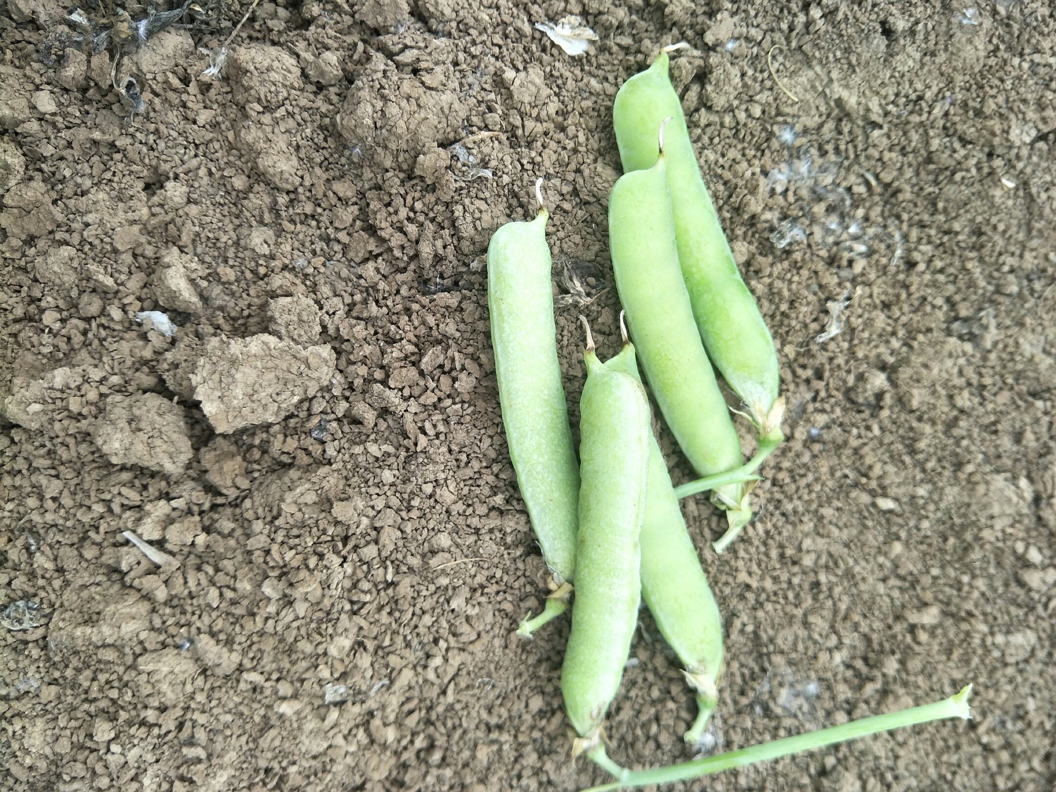 家庭种植青豌豆芽苗
