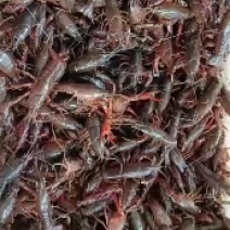 湖北洪湖小龙虾小青50斤餐馆批发大量供应欢迎电话咨询