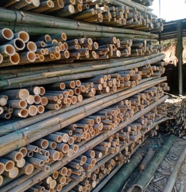 竹竿竹筒果撑养殖用竹各种竹子批发