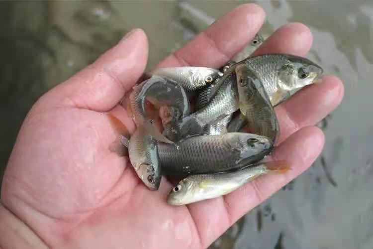 多宝鱼健康苗种与病弱苗种对比图