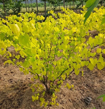 金叶紫荆金帆紫荆丛生大冠幅金叶紫荆金紫荆