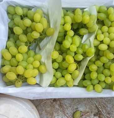 维多利亚,乒乓球,17葡萄大量成熟了,欢迎全国各地客商采