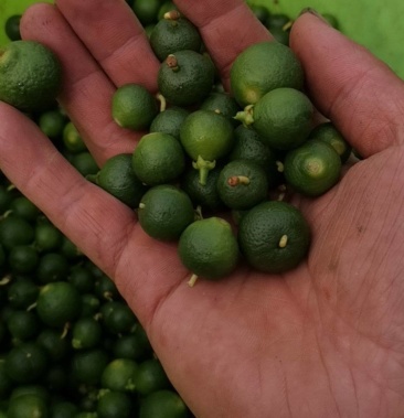 [枳实批发]枳实价格2.00元/斤 - 一亩田