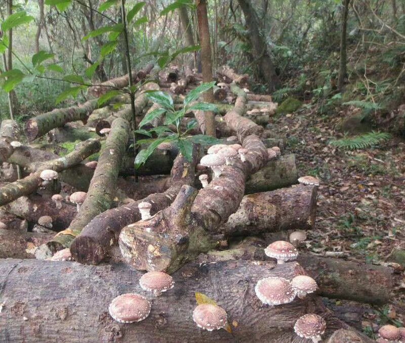 图示:农户在清晨采摘八成熟香菇(菌盖微内卷、边缘整齐),使用不锈钢剪刀齐根剪柄,将菇体单层平铺于竹匾中进行2小时阴凉摊晾,背景可见温湿度计显示22℃/65%RH 鲜香菇采收与预处理现场
