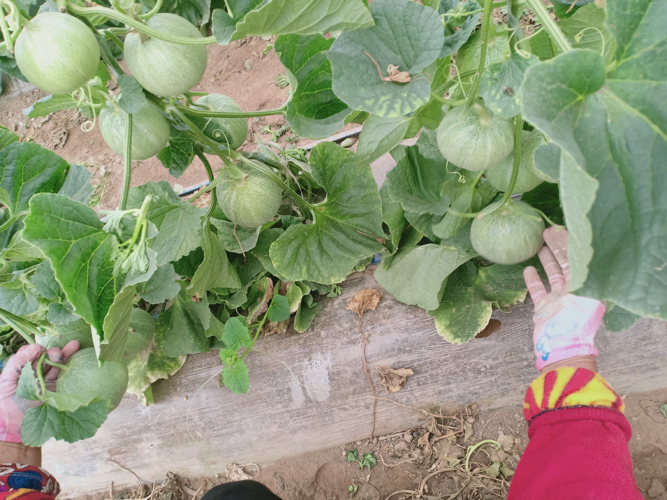 高清俯拍视角,展现盛夏时节大型甜瓜种植基地丰收实景:数十个成熟网纹蜜瓜呈放射状摆放于浅褐色木托盘,瓜表金黄底色配清晰凸起灰绿色网纹,果脐微凹、瓜蒂青绿新鲜;左侧两名穿蓝布衫的农民正弯腰分拣,右侧晾晒架上铺满刚采收的带藤甜瓜;背景为延展的规整瓜垄与晴朗蓝天,体现典型北方干旱半干旱区夏季高光强、低湿度农业生态 甜瓜丰收场景:金黄色网纹蜜瓜整齐堆放在阳光下的木质托盘上,背景可见绿意盎然的瓜田与农民采摘身影