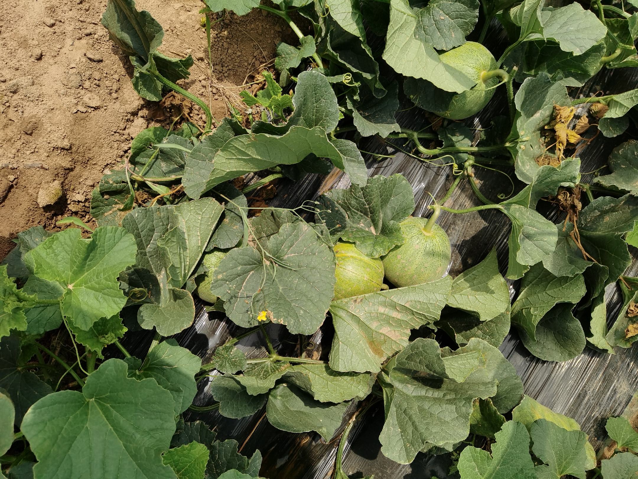 翠梨甜瓜种植园