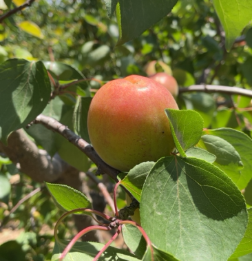 [杏批发]早熟红太阳离核杏价格2.50元/斤 - 一亩田