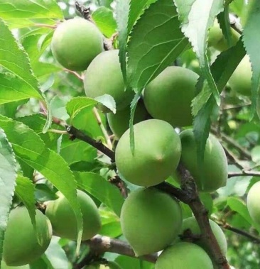 广西青梅嫁接苗酸梅树苗带叶青梅苗南北方种植果树苗木地栽盆