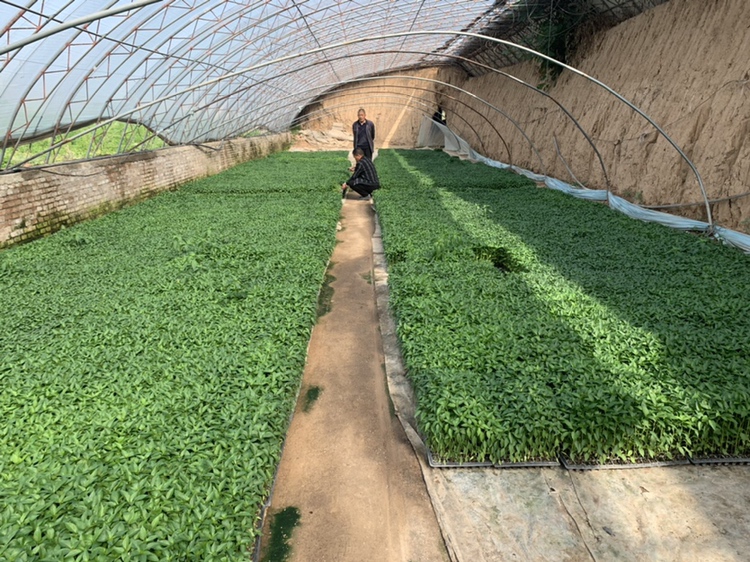 鲜辣椒种子催芽与育苗过程