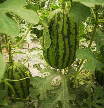 大兴庞各庄l600吊秧西瓜