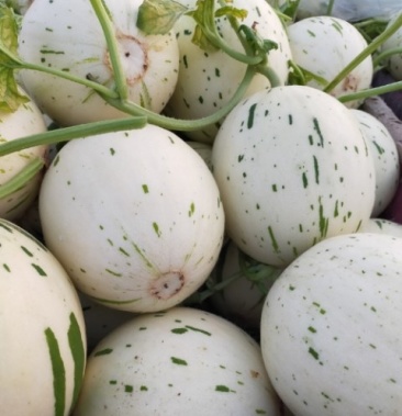 蜜露,月露蜜瓜,蜜瓜新秀大量上市中 欢迎来电咨询