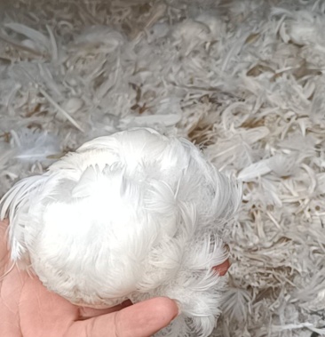 [鹅毛批发]老鹅毛价格36.00元/斤 - 一亩田