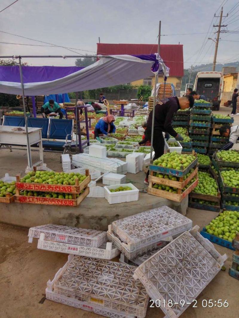 威海青皮无花果春果即将大量上市,基地一手货源大量供应