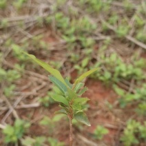 苗圃直供木荷芽苗，芽苗上杯成活率高，木荷造林防火墙