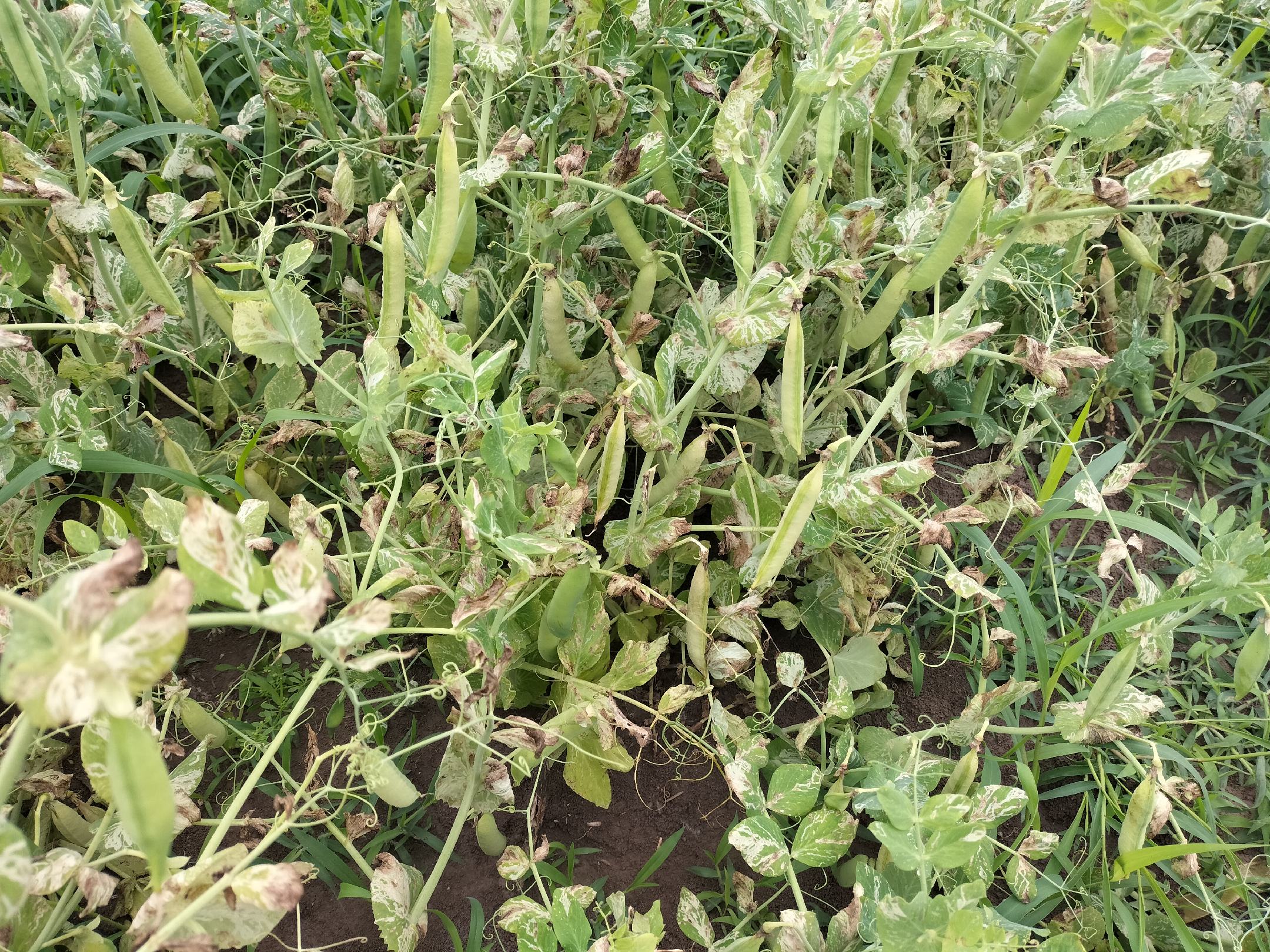 大豆叶片出现药害症状