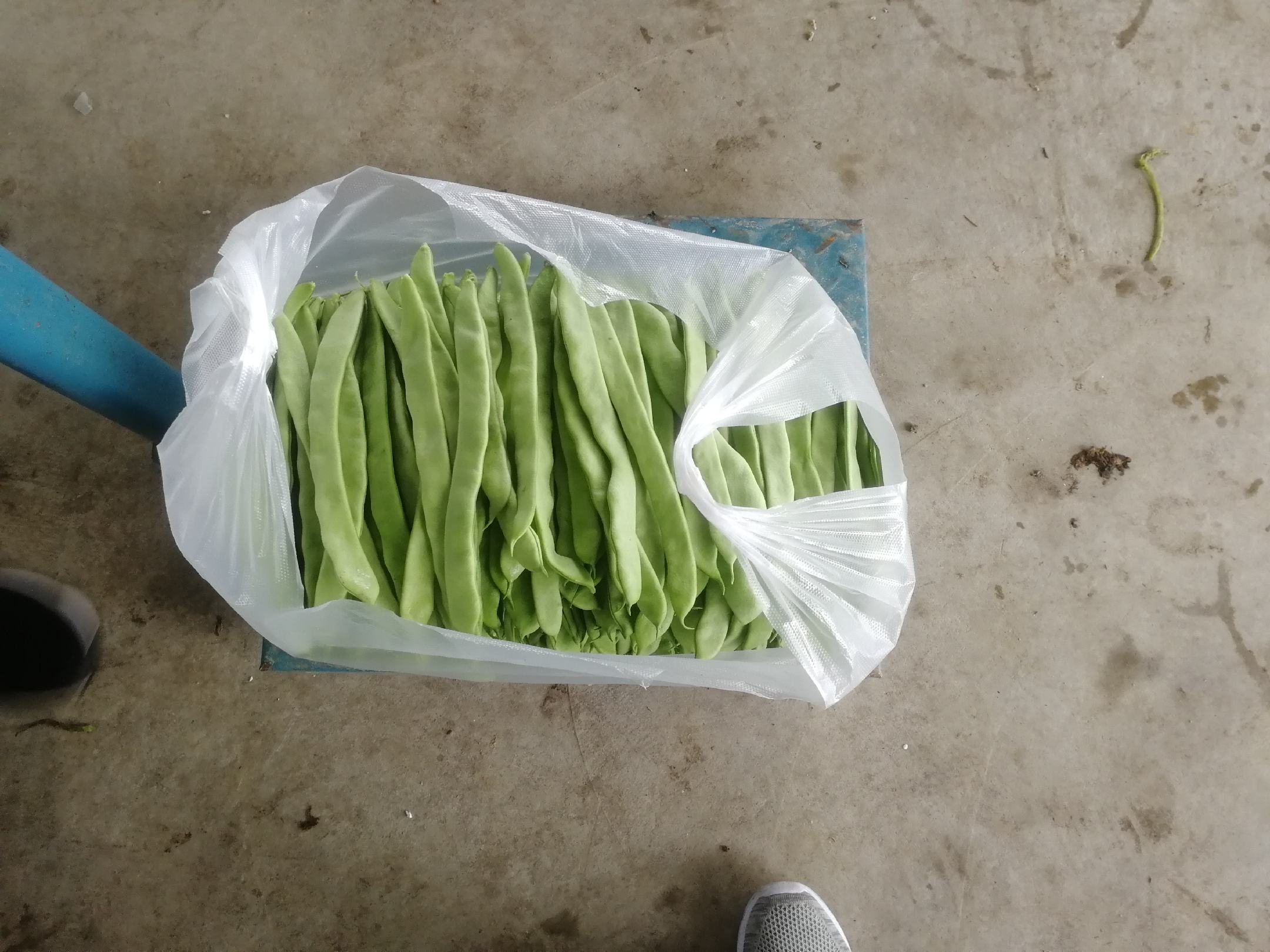 芸豆田间喷药防治