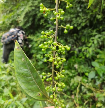 野生山胡椒(木姜子)