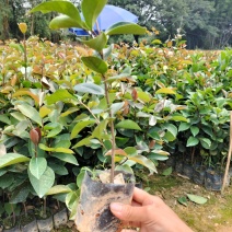 油茶苗，高产量中果油茶小袋苗