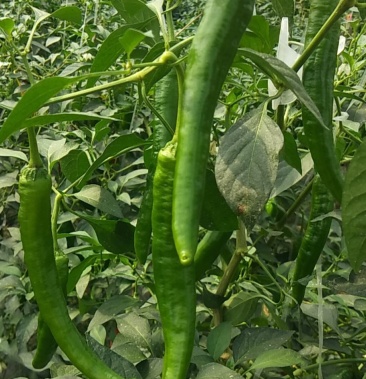 [线椒批发]线椒,湘研55号价格1.20元/斤 - 一亩田