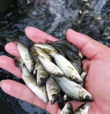 优质全鳞鲤鱼苗大量供应