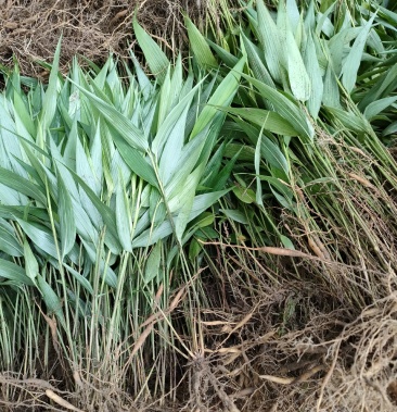 淡竹叶 重庆淡竹药材基地大量提供