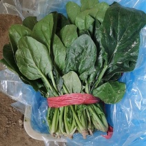 菠菜25~30厘米。。。。。。。。。。。