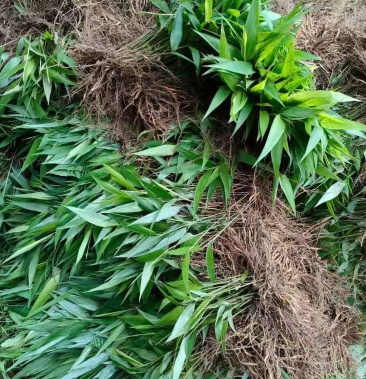 淡竹叶药材重庆淡竹叶药材基地淡竹叶中药材淡竹叶全草