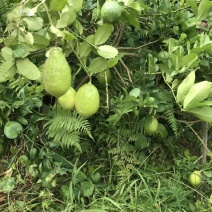 香水柠檬嫁接苗无籽柠檬苗带土带叶发货正品包邮