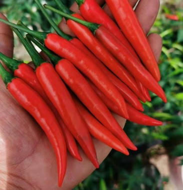 朝天椒贵州产地一手资源质量保证