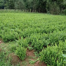 肾蕨苗重庆肾蕨种苗基地肾蕨园林绿化地被植物