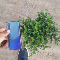 清香木，冠幅好，货源充足，价格美丽