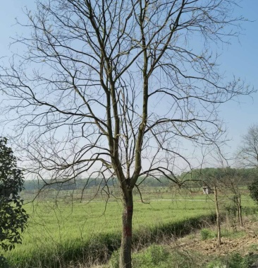 安徽单杆25公分乌桕