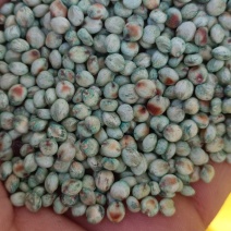 甜高粱种子，饲料，牧蓄专用，可续岔，长得高