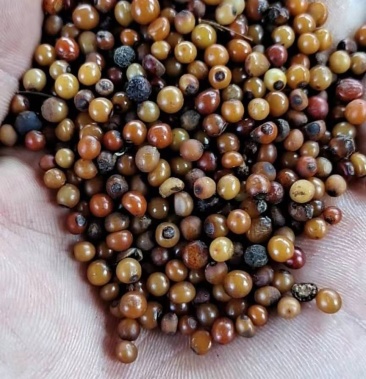 白肉土茯苓纯种子