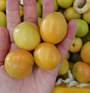 [小白杏批发]新疆小白杏价格17.50元/斤 - 一亩田