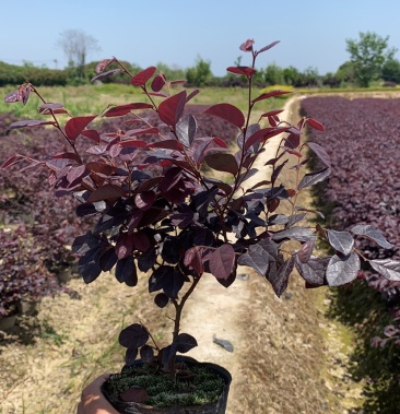 红花继木大杯苗金华杯苗