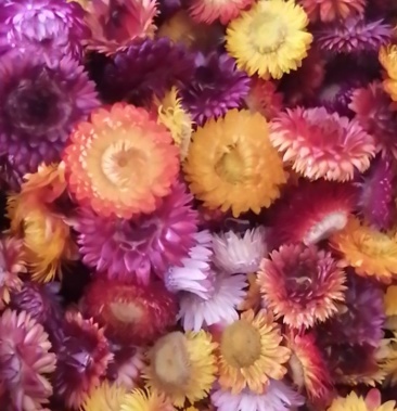 云南天然干花麦秆菊七彩菊小雏菊永生花批发