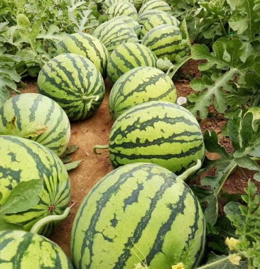 [西瓜批发]夏县 夏乐 夏宝 甜蜜蜜价格2.50元/斤 - 一亩田