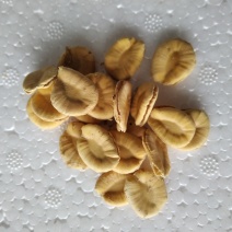 庭院盆栽花茶罗汉果种子