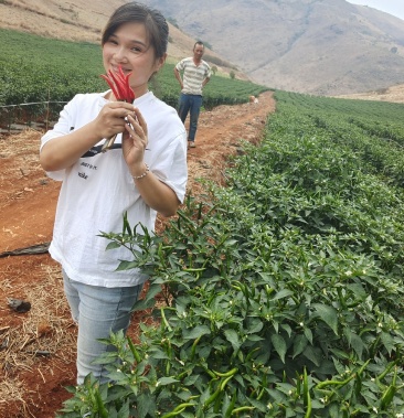 椒多多2号,小米椒,朝天椒