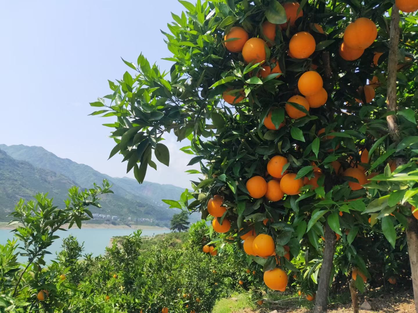 夏橙果园全景图
