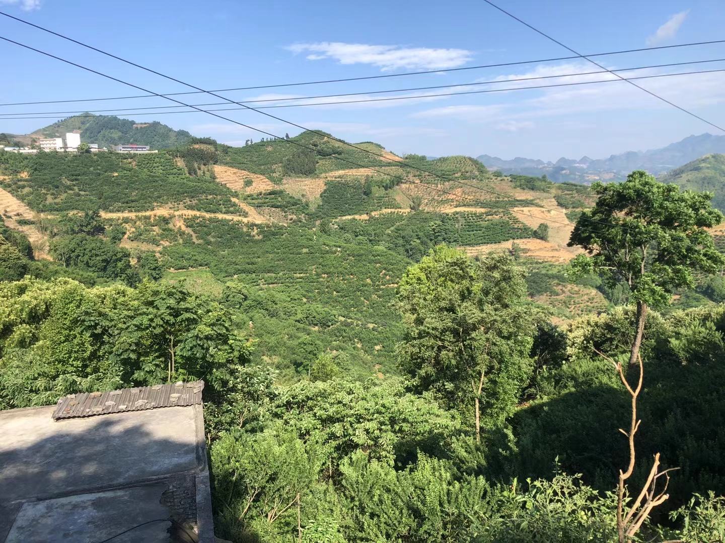 青脆李子果园采摘场景