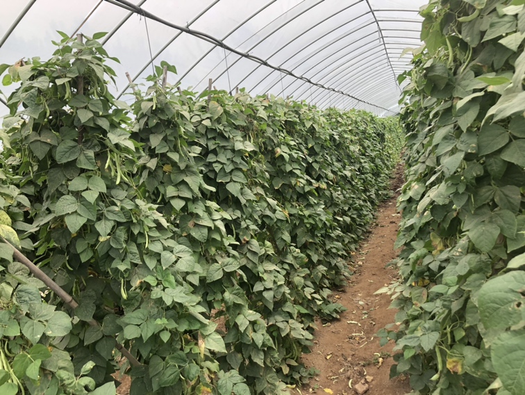 四季豆大棚种植实景图,展示温控、搭架、滴灌系统 四季豆大棚栽培实景图
