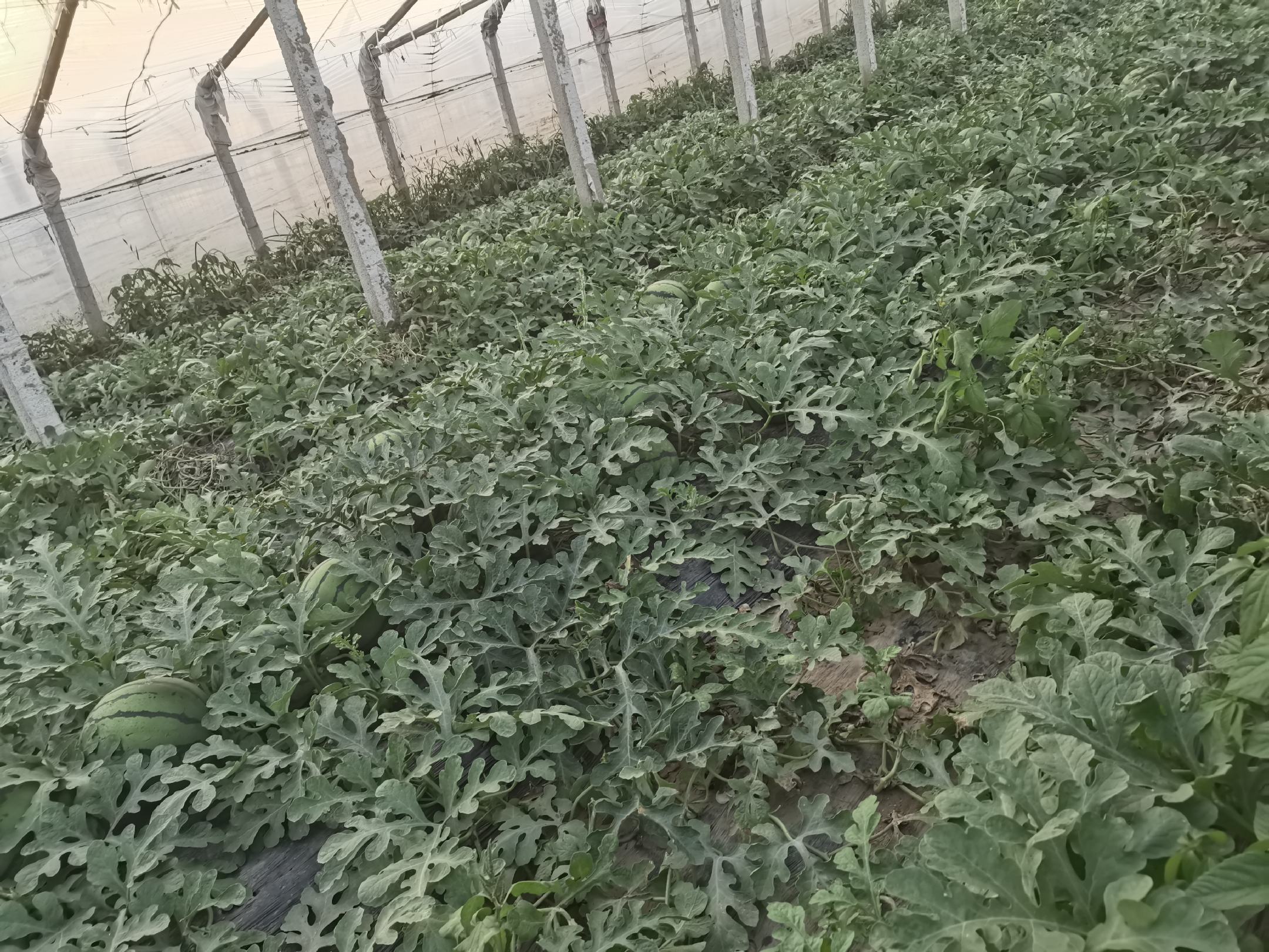 大棚京欣西瓜种植场景