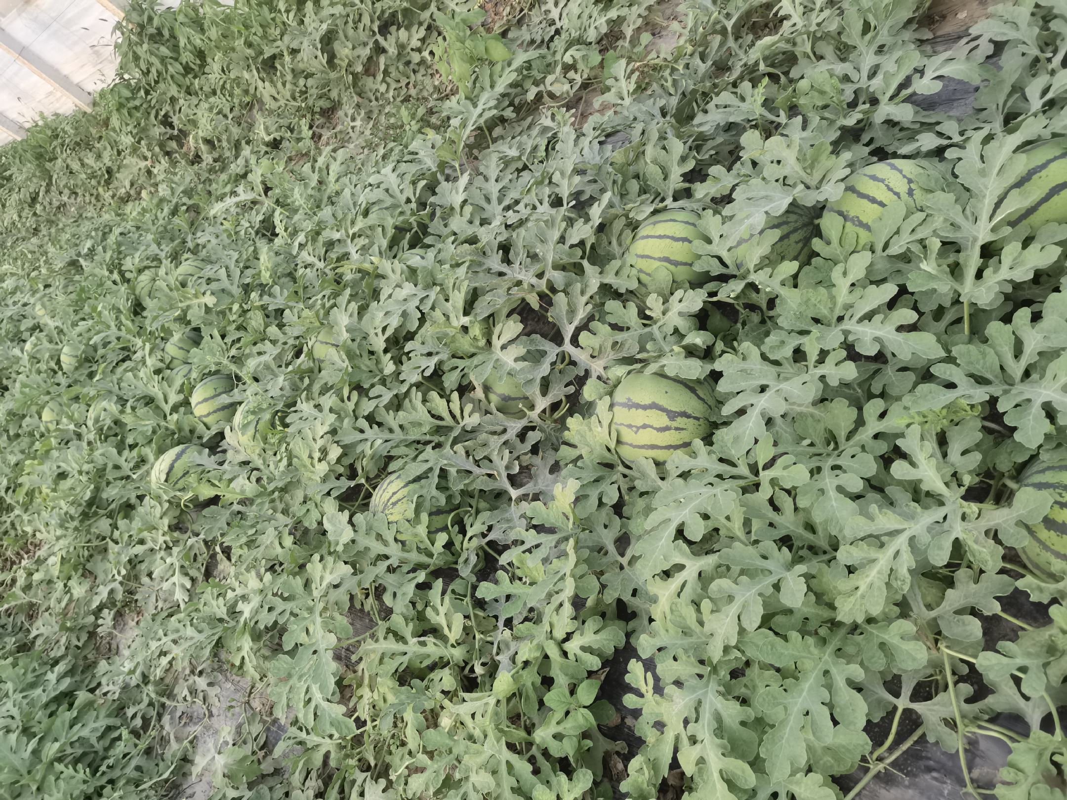 京欣西瓜种植管理现场