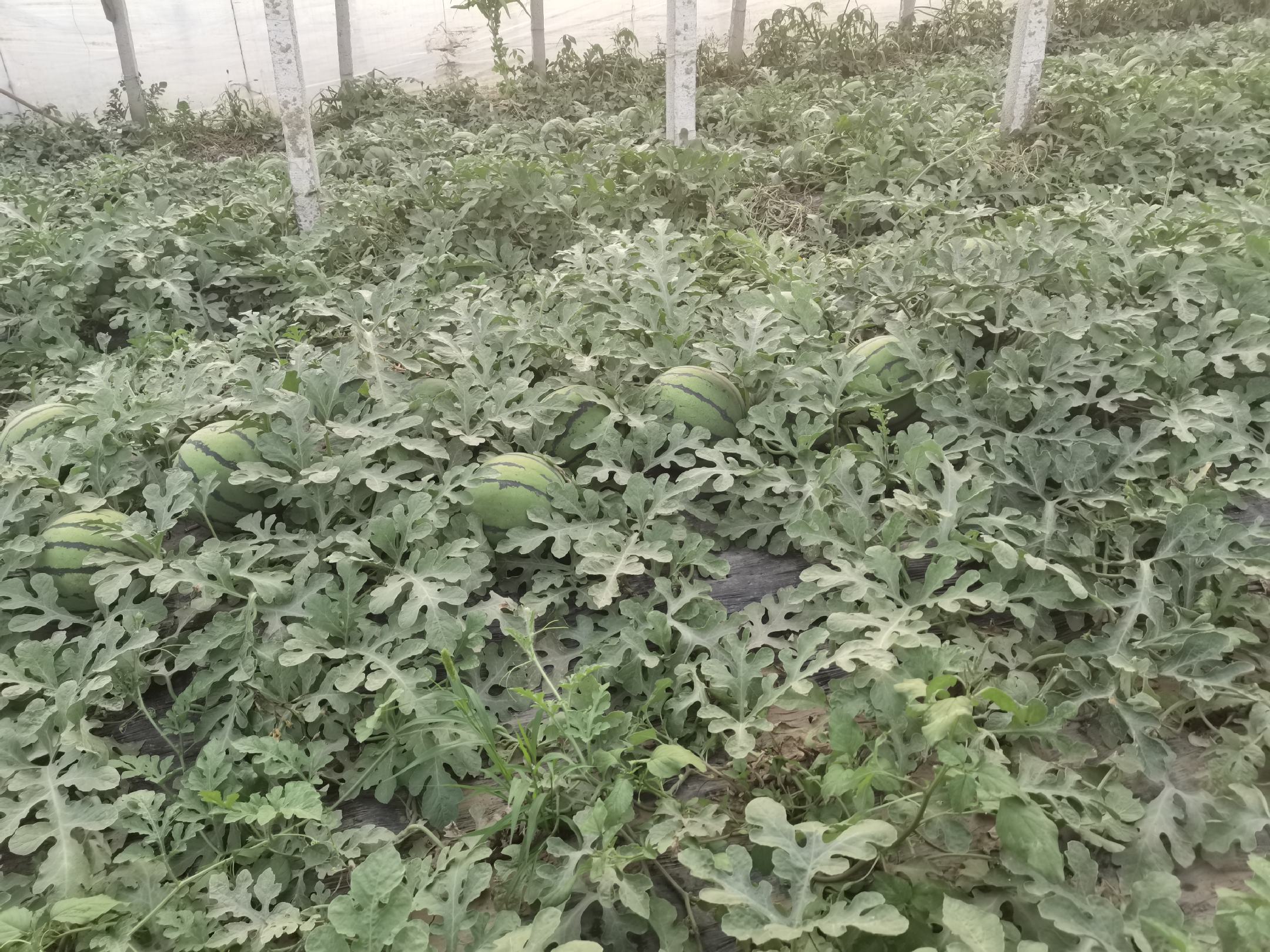 京欣西瓜田间生长实景