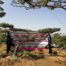 精品各种规格赤松造型松