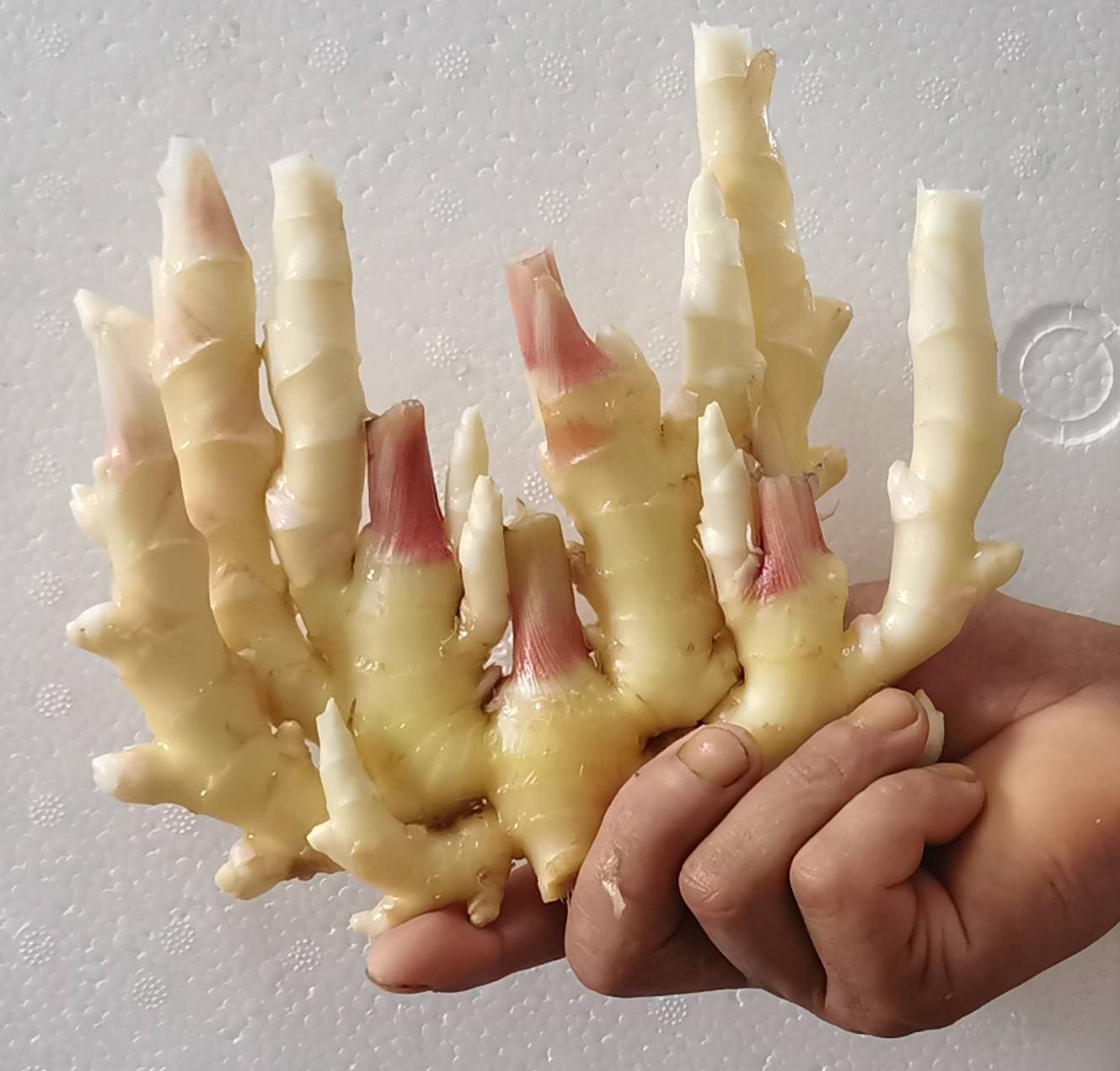 姜姜子的特写图片